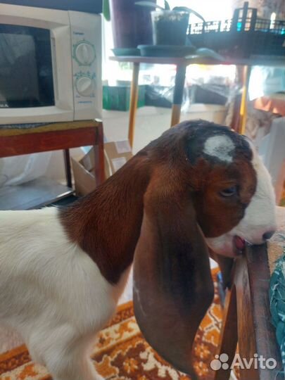 С/х животные