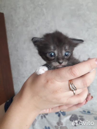 Отдам котят (девочки) в хорошие, добрые руки