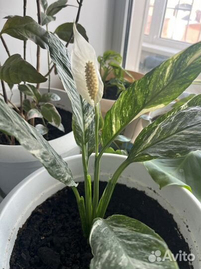 Спатифиллум домино вариегатный