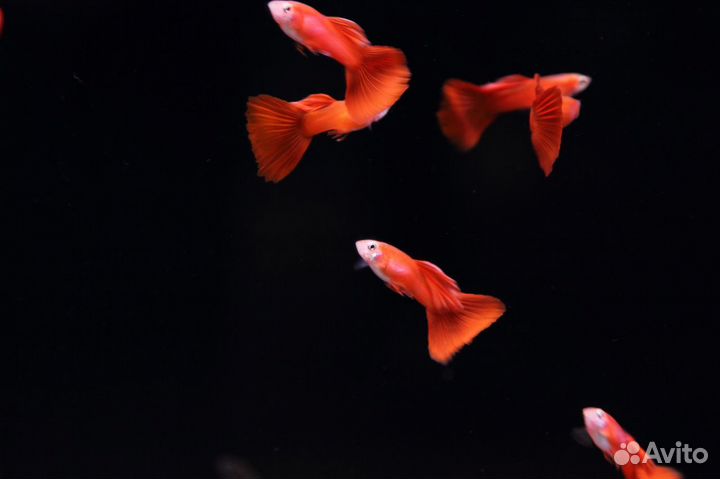 Гуппи московские собственного разведения