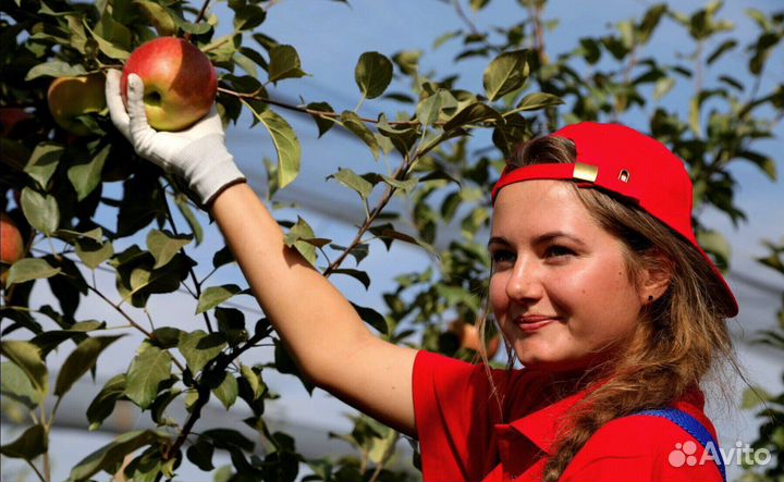 Сборщик яблок. Вахта