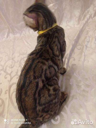 Бенгальский снежный мальчик