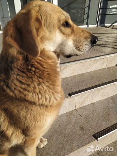 Собака Ищем дом