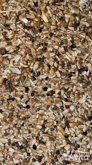 Зерноотход пшеницы