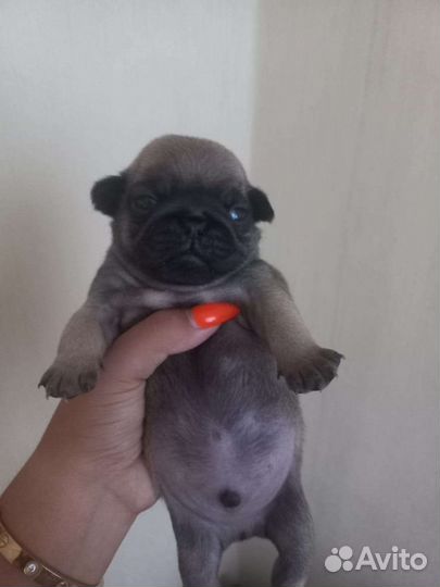 Щенки мопса