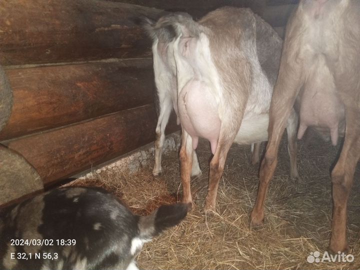 Нубийские козы