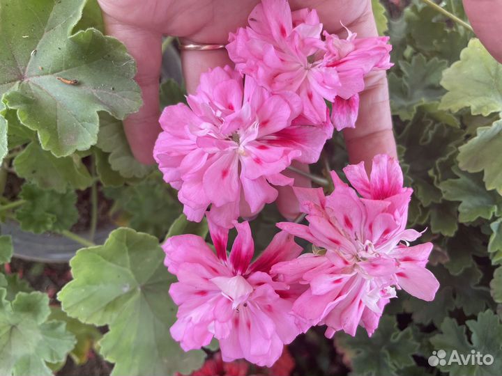 Пеларгония герань сортовая