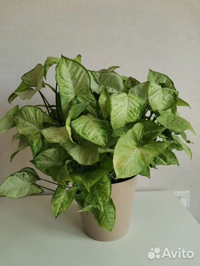 Сингониум Белая Бабочка (White Butterfly)