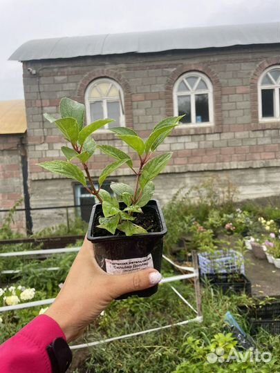 Гортензия Бобо