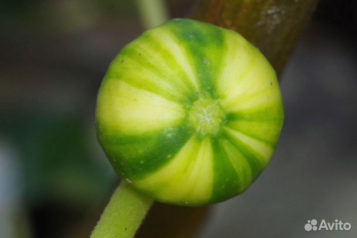 Панаши, панч, полосатый инжир, гарантия сортности