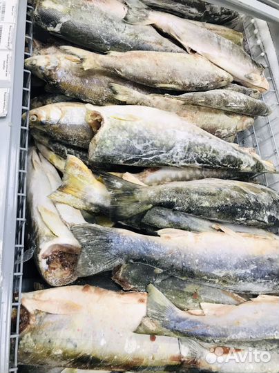 Рыба свежемороженая