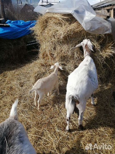 Молоко козье