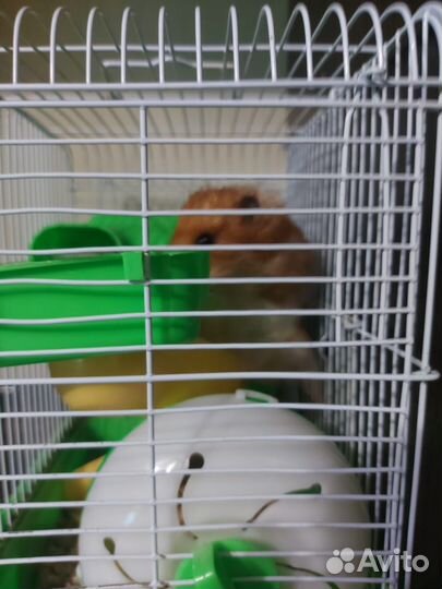 Сирийский хомяк с клеткой