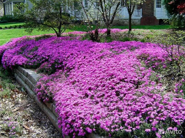 Флокс шиловидный