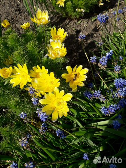 Весенние многолетки