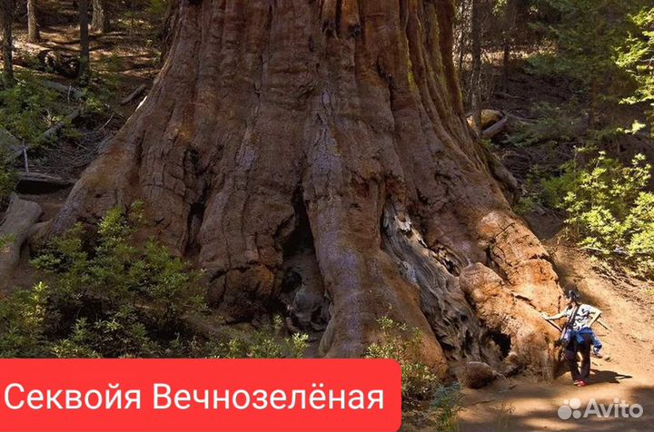 Семена Секвойи и Секвойядендрона