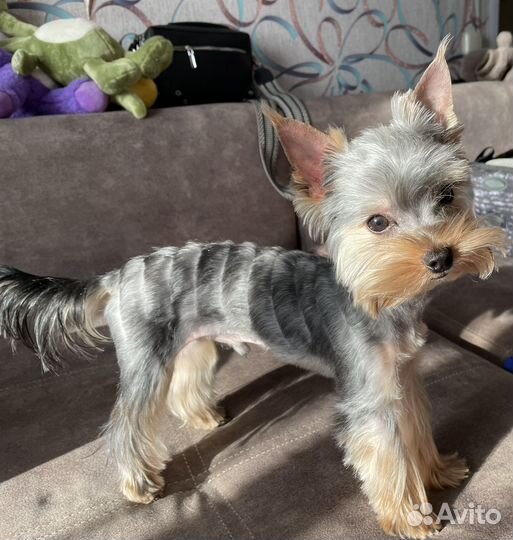 Йоркширский терьер