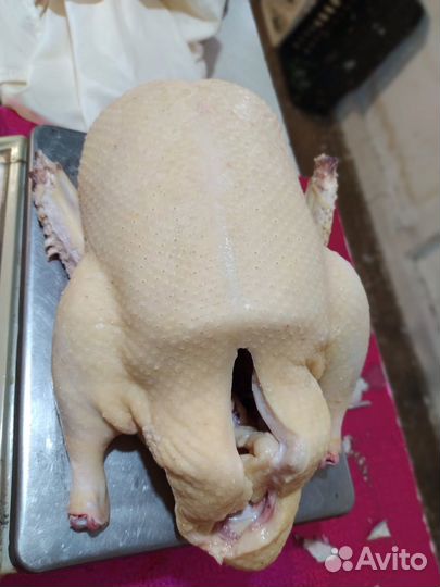 Мясо домашней птицы