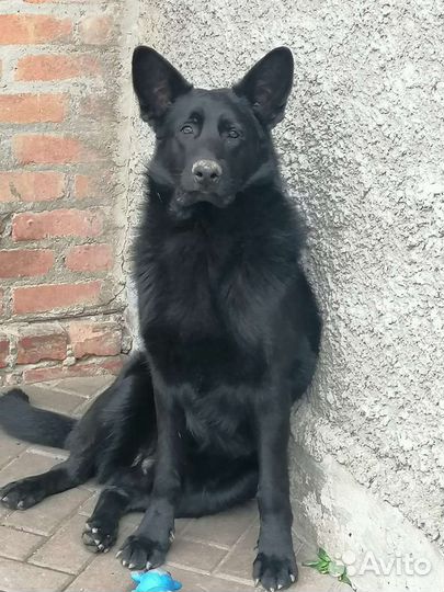 Щенки немецкой овчарки черные