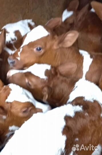 Отборные телята, бычки