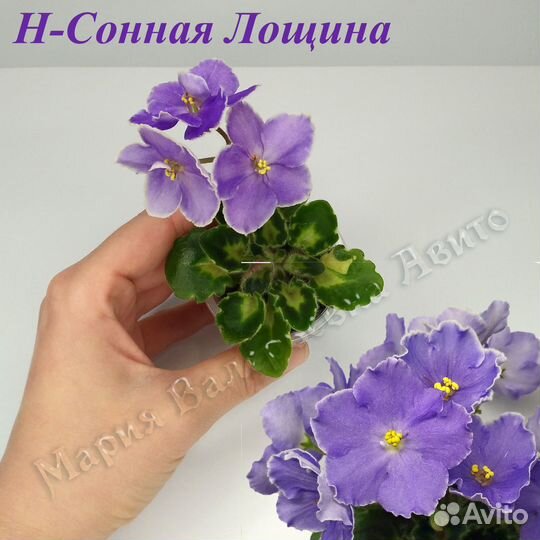 Фиалки цветущие сортовые мини