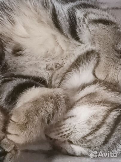 Отдадим в добрые руки