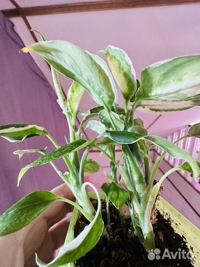 Диффенбахия саммер стайл