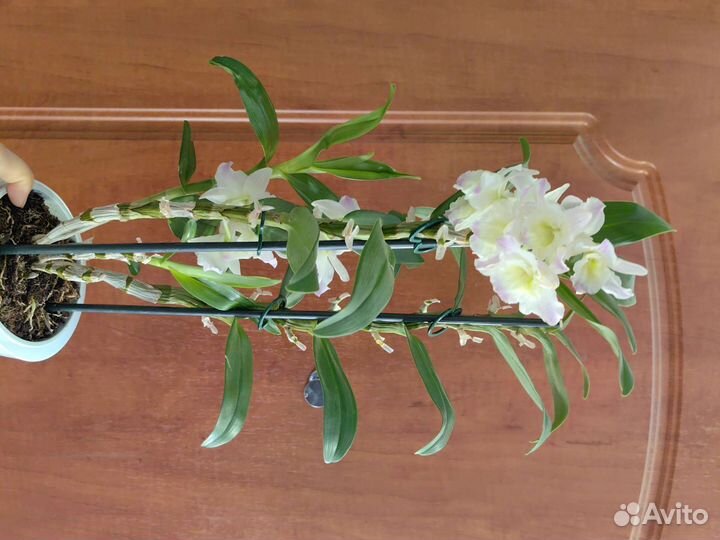Орхидея Дендробиум