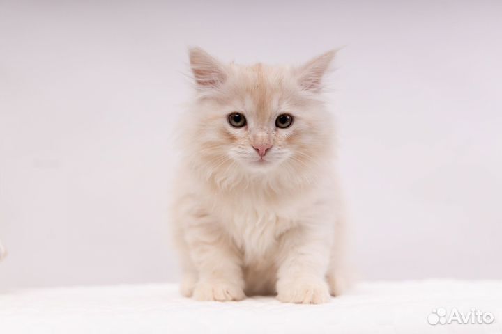 Сибирские котята питомник