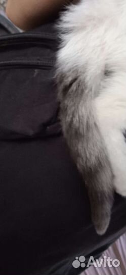 Кот в добрые руки