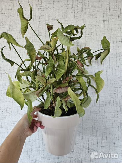 Сингониум розовый