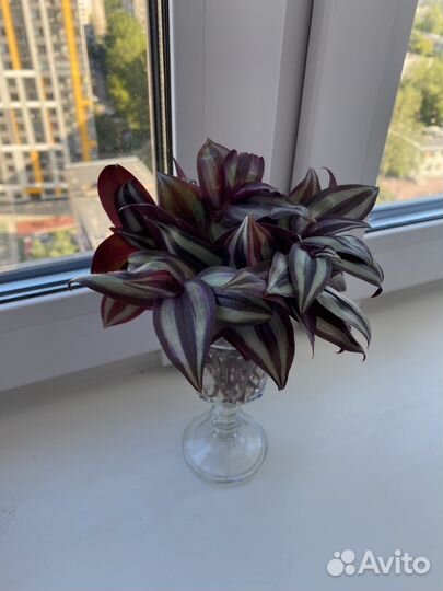 Традесканции отростки