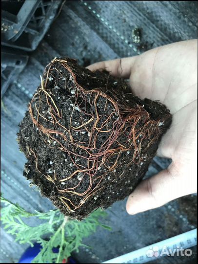 Туя колумна