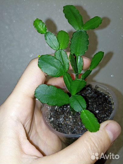 Рипсалидопсис белый и розовый