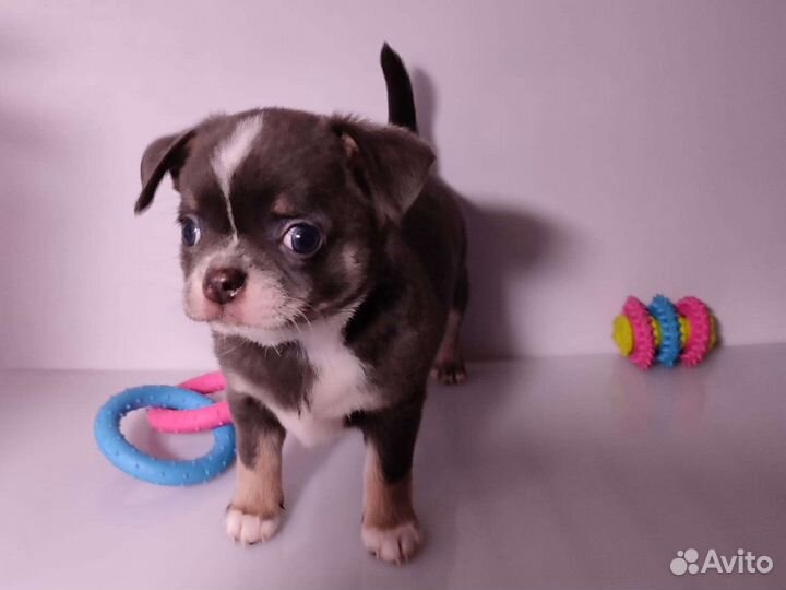 Мини и стандарт чихо-детки