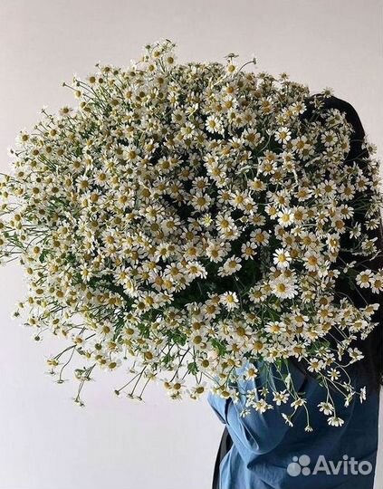 Цветы ромашки. Букеты ромашек. Цветы доставка