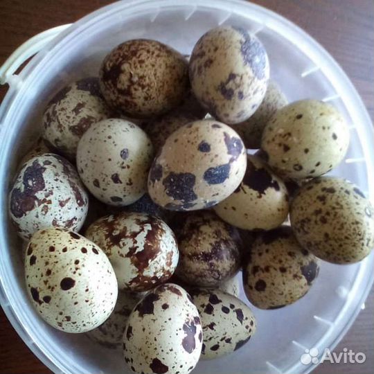 Яйца перепелиные домашние