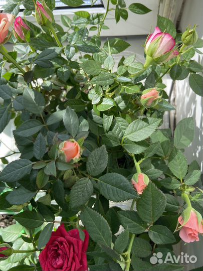 Розы комнатные