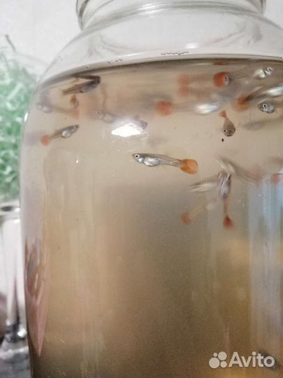 Рыбки гуппи, меченосцы, пецилии, моллинезия