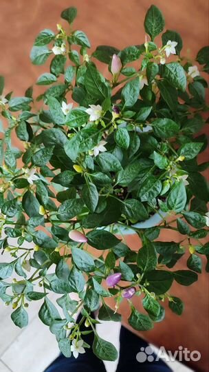 Перец жгучий