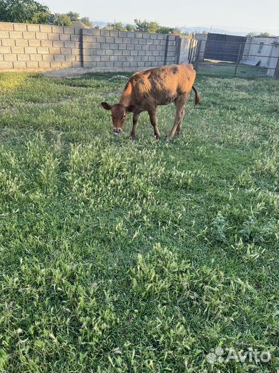 Телёнок молочной породы