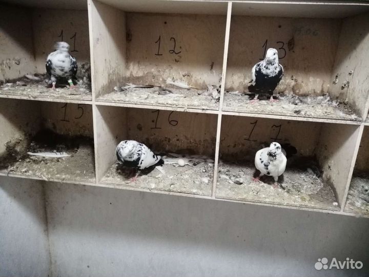 Голуби бакинские бойные