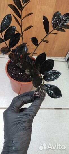 Замиокулькас