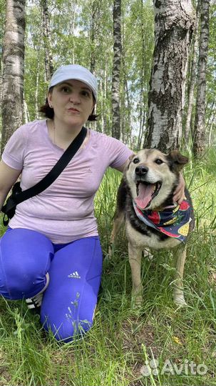 Очень добрый пёс в поисках дома