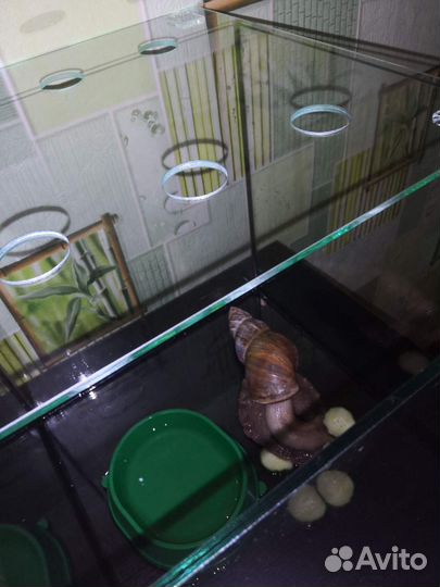 Аквариум террариум