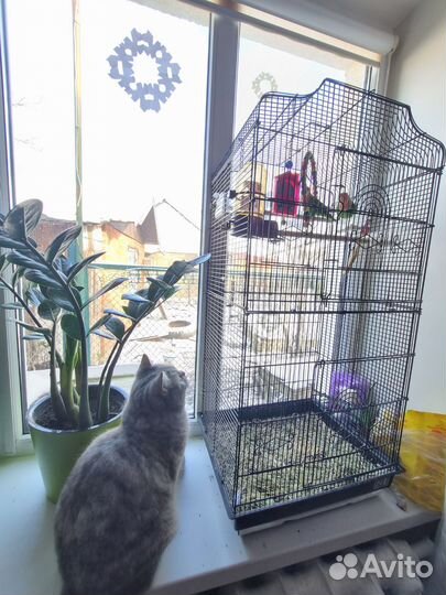 Попугаи неразлучники с клеткой