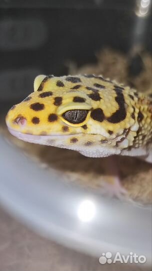 Бананоеды, Агамы, Эублефары