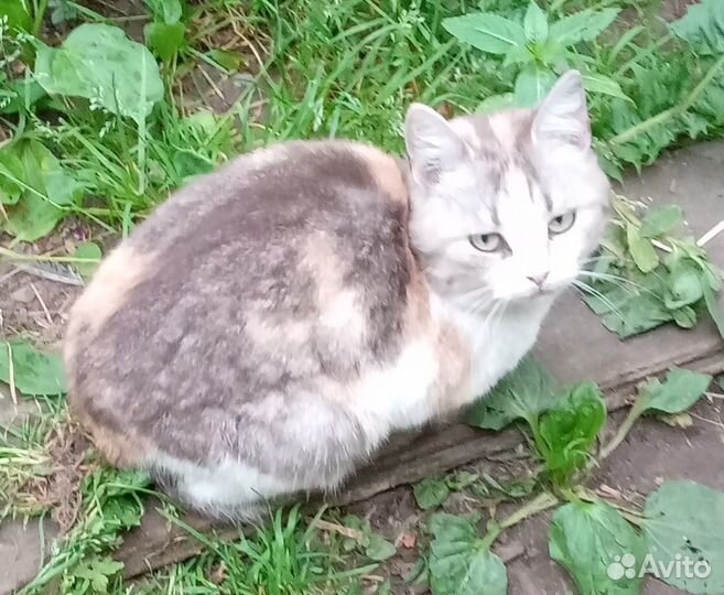 Трёхцветная шотландская кошечка- на счастье