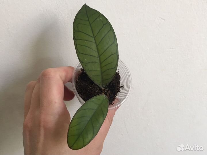 Хлйя Boerneo Gunung Gading