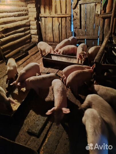 Поросенок ландрас